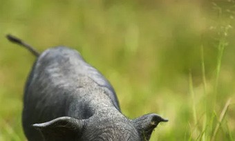 生態(tài)農(nóng)業(yè)、生物農(nóng)業(yè)、精準(zhǔn)農(nóng)業(yè)，未來(lái)農(nóng)業(yè)發(fā)展的新趨勢(shì)
